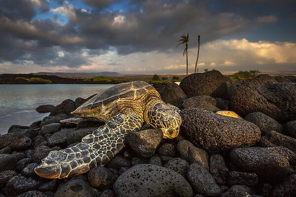 Green sea turtle sleeping on lava rocks in Kiolo Bay at sunset, Hawaii, USA