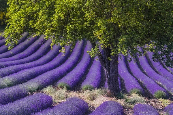 Green tree in blooming field of Lavender (Lavandula angustifolia) around Sault and Aurel, (Lavendula augustifolia), Vaucluse, Alpes-de-Haute-Provence, Provence-Alpes-Cote d Azur, Provence, Southern France, France