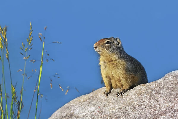 Ground squirrel in alarm position - Canada, Alberta, Kananaskis Country