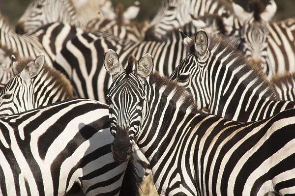 Group of common zebra in Serengeti, Tanzania