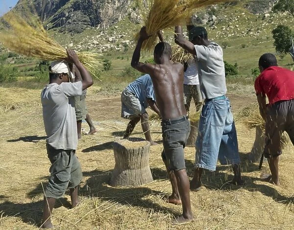 A group of men threshing rice near Ambalavao