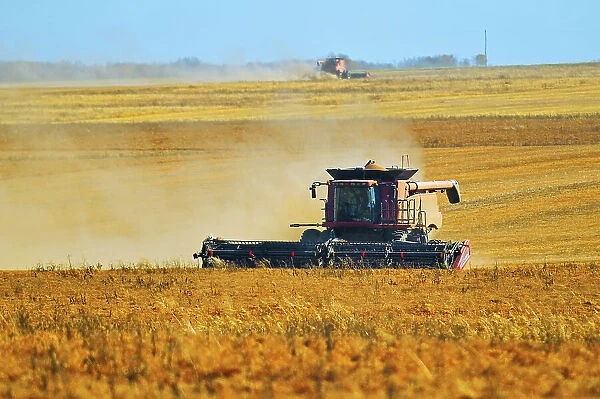 Harvesting lentils with combine. Balcarres, Saskatchewan, Canada