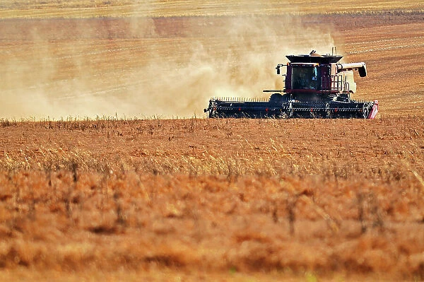 Harvesting lentils with combine. near Abermathy, Saskatchewan, Canada