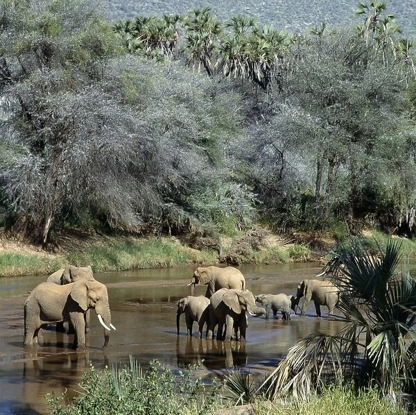 A herd of elephants drinks from the Uaso Nyiru River