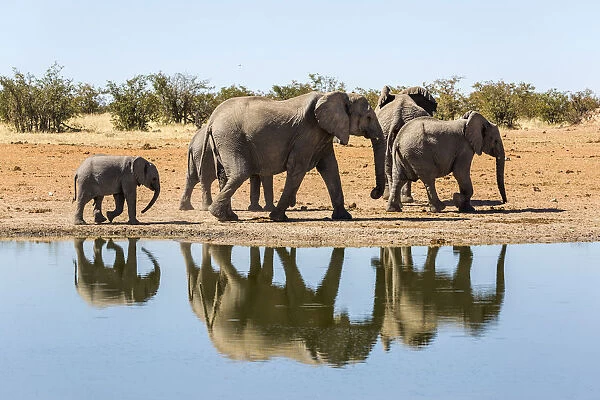 Herd of elephants at the waterhole, Namibia, Africa