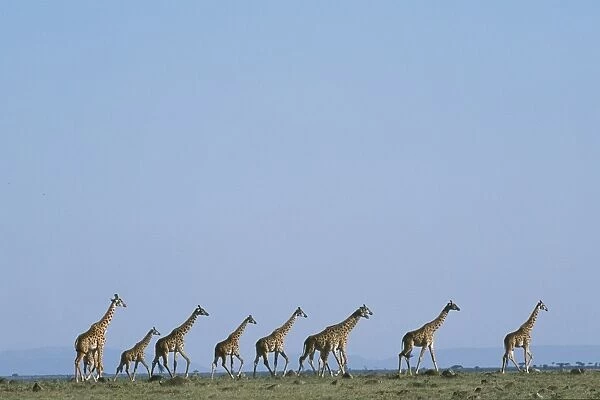 A herd of Masai giraffe (Giraffa camelopardalis tippelskirchi)