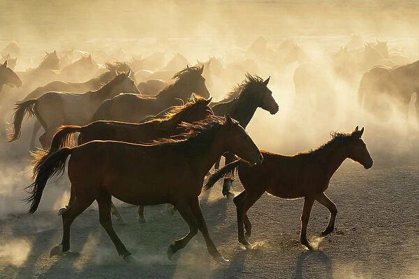 Herd of Yilki horses running in dust at sunset, Hurmetci, Hacilar District, Kayseri Province, Cappadocia, Central Anatolia Region, Turkey