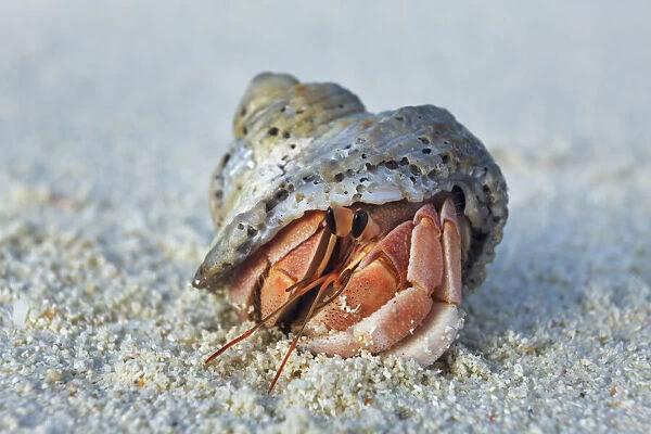 Hermit crab - Maldives, Baa Atoll, Kunfunadhoo - Soneva Fushi