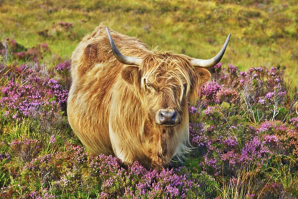 Highland cattle in heather - United Kingdom, Scotland, Inner Hebrides, Skye, Strath