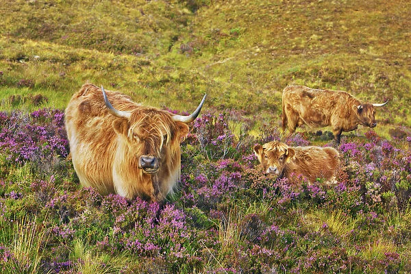Highland cattle mother and calf in heather - United Kingdom, Scotland, Inner Hebrides