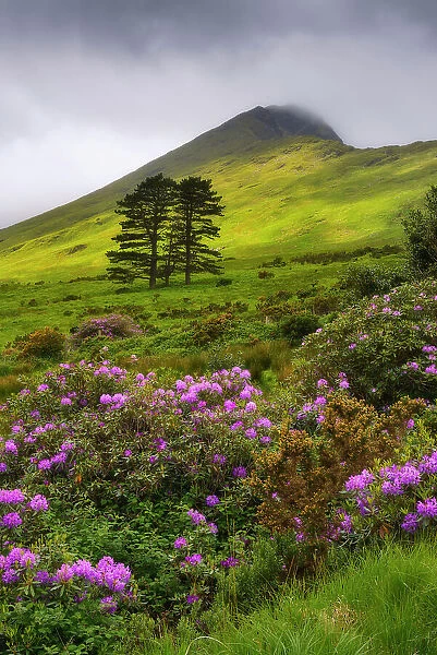 Highlands of Connemara with wild rhododendron shrubs, Connemara Loop, Connemara, Co Galway, Republic of Ireland, Europe