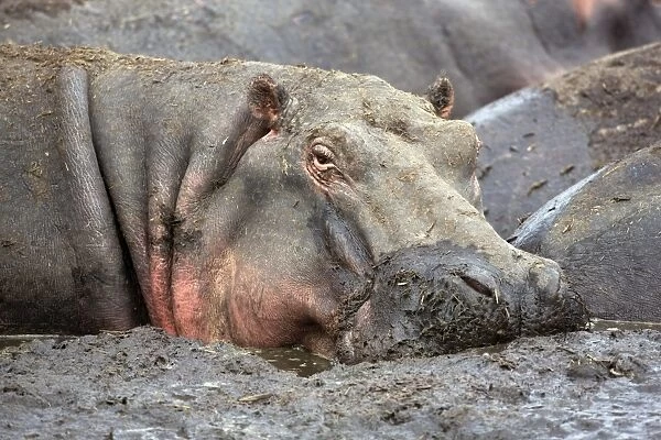 A hippo basks in a mud wallow as the Katuma River
