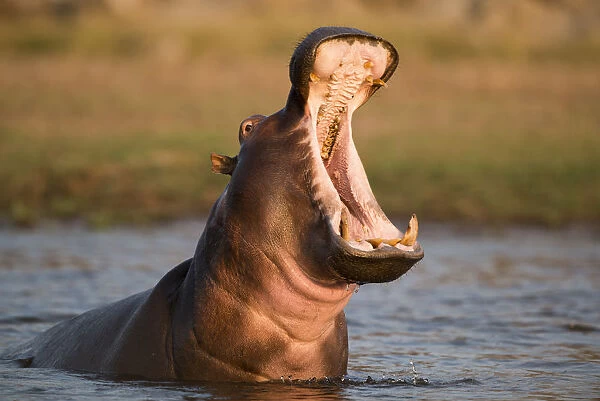 Hippopotamus yawning in waterhole, Ruaha, Tanzania