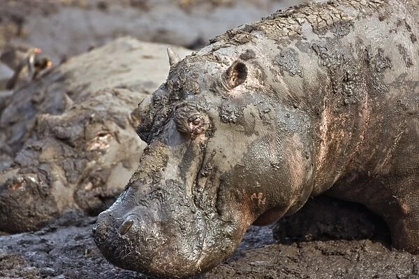 Hippos wallow in mud as the Katuma River