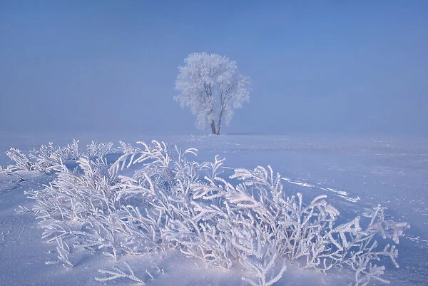 Hoarfrost covered Plains cottonwood tree and remains of canola crop Dugald, Manitoba, Canada