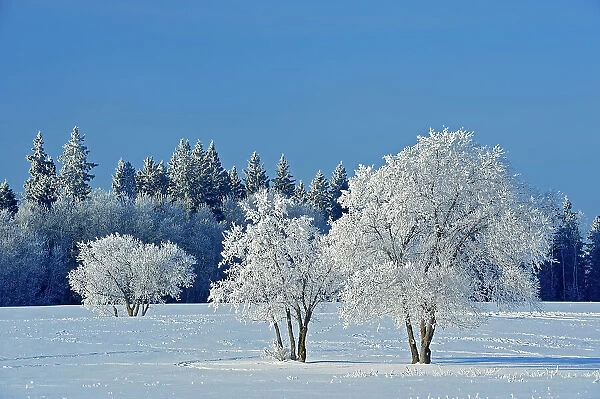 Hoarfrost covered trees Birds Hill Provincial Park, Manitoba, Canada