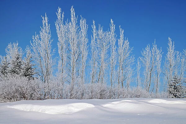 Hoarfrost covered trees Birds Hill Provincial Park, Manitoba, Canada