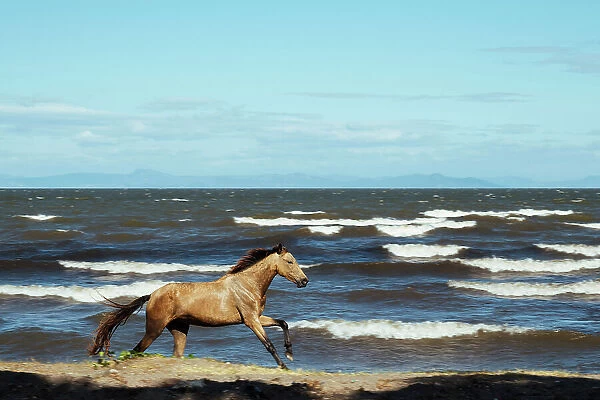 Horse on a beach, Granada, Nicaragua, Central America