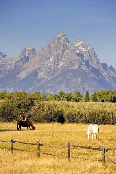 Horses and Teton Mountain Range, Grand Teton National Park, Wyoming, USA