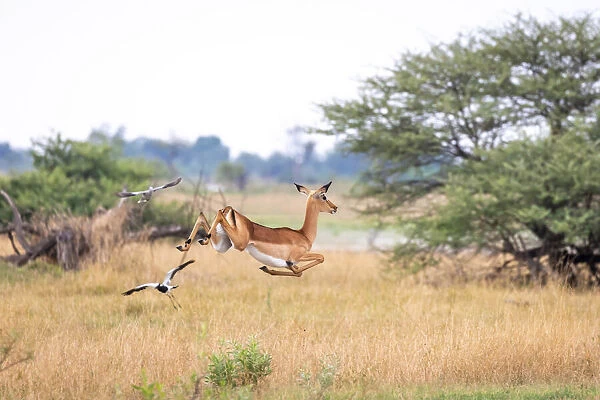 Impala, Okavango Delta, Botswana