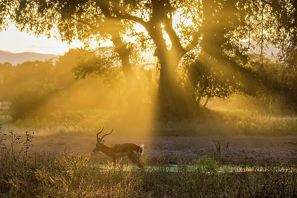 Impala at sunset, Lower Zambezi National Park, Zambia