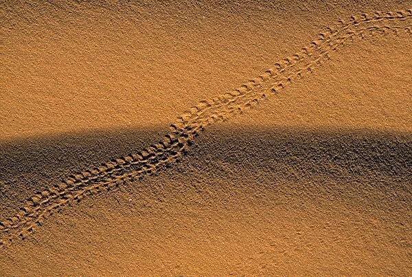 Insect track in Sand
