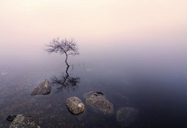 Ireland, Co. Donegal, tree reflected in Lough Dunlewey