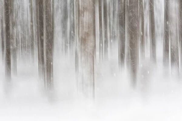 Italy, Friuli Venezia Giulia, forest in the snow