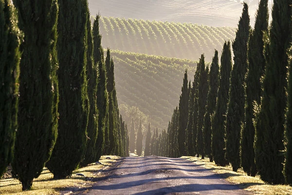 Italy, Marche. Macerata district. Urbisglia. Typical Marche landscape near Urbisaglia