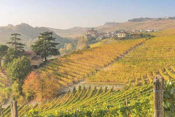 Italy, Piedmont, Cuneo District, Barolo, Langhe Barolo at sunrise