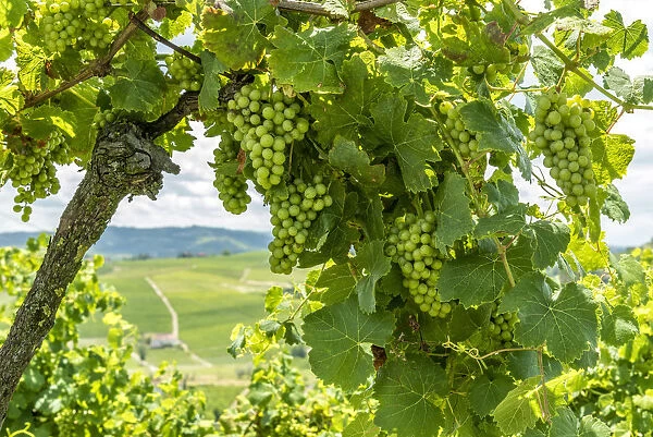 italy, Piedmont, the monferrato hills seen through the vines
