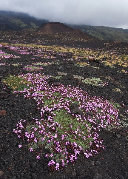 Italy, Sicily, Mt. Etna, Flowering of Saponaria Aetnensis, in the background the