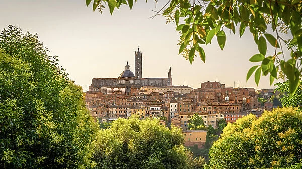 Italy, Tuscany, Siena, the skyline of Siena with the cathedral in the morning light