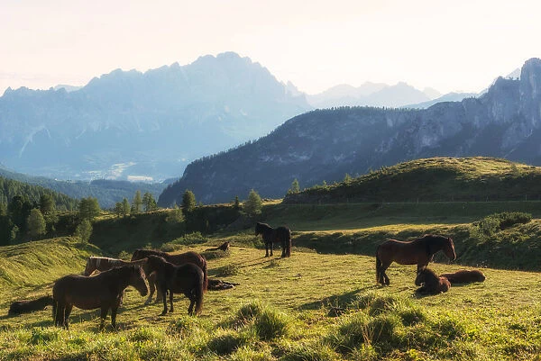 Italy, Veneto, some horses resting at dawn at Pass Giau
