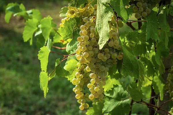 Italy, Veneto. A ripe clera grape for the Prosecco