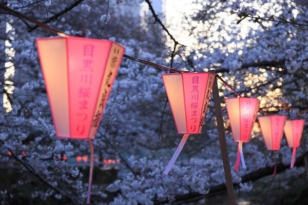 Japan, Tokyo, Cherry Trees in full bloom along Meguro River