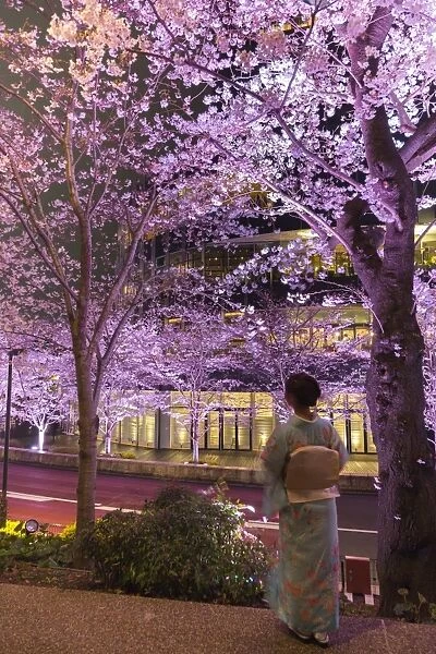Japan, Tokyo, Roppongi District, Cherry trees illuminated at night at Midtown Tokyo