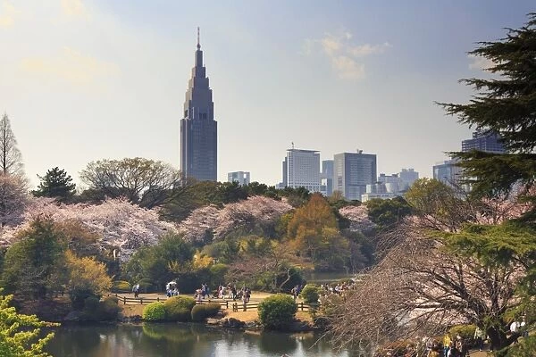 Japan, Tokyo, Shinjuku Gyoen National Garden, Cherry Trees in full bloom