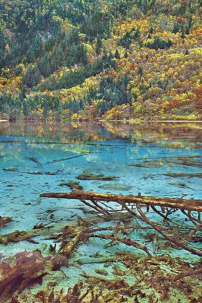 Karst lake Peacock Lake and forest in autumn - China, Sichuan, Jiuzhaigou, Peacock Lake