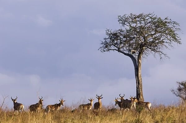 Kenya, Masai Mara National Reserve