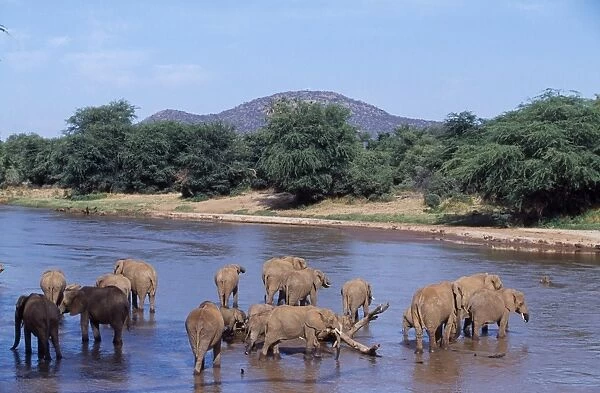 Kenya, Samburu, Buffalo Springs Reserve