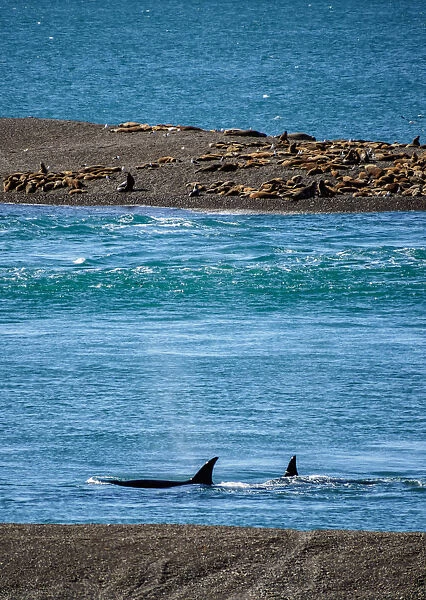 Killer Whales (Orcinus orca) in Caleta Valdes, Valdes Peninsula, UNESCO World Heritage