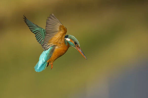 Kingfisher in flight ready to hunt