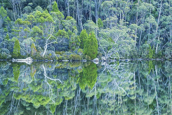 Lake Dobson Reflections, Mt. Field National Park, Tasmania