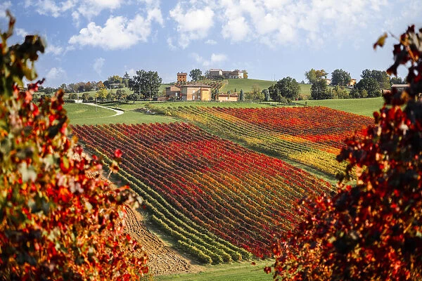 Lambrusco vineyards near Levizzano Rangone, Modena province, Emilia Romagna, Italy