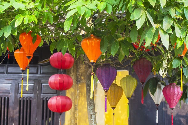 Lanterns hanging on tree, Hoi An (UNESCO World Heritage Site), Quang Nam, Vietnam
