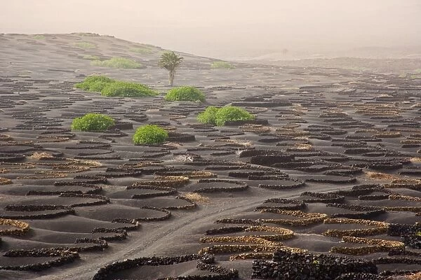 Lanzarote Island. Belongs to the Canary Islands and its formation is due to recent volcanic activities. Spain. In La Geria the wines are produced in full
