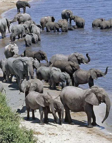 A large herd of elephants drink at the Chobe River