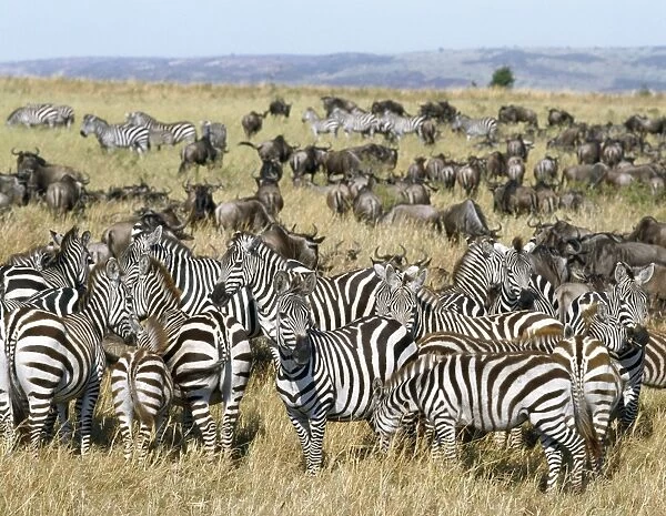 Large herds of wildebeest intermingle with Burchell s