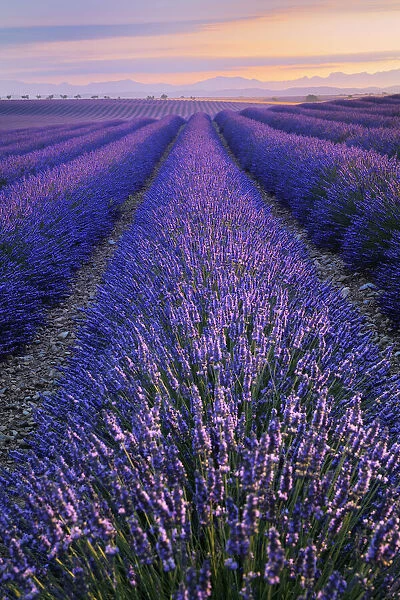 Lavender field at dawn, (Lavendula augustifolia), Plateau de Valensole, Provence, Provence-Alpes-Cote d Azur, Alpes de Haute Provence, Southern France, France